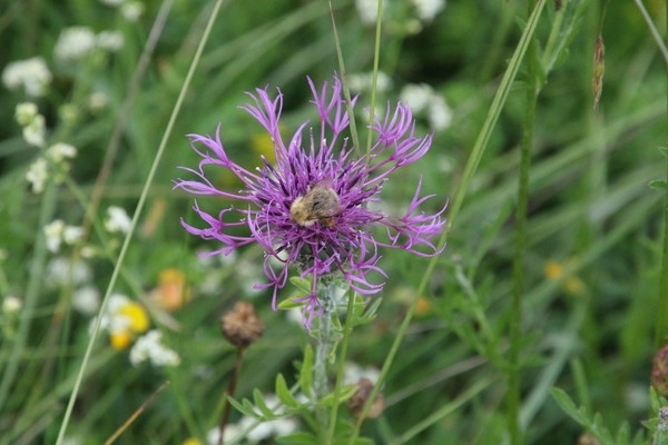 photo of Greater Knapweed