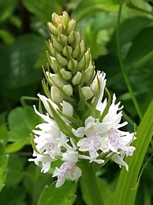 photo of Common Spotted Orchid