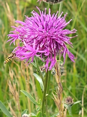 photo of Greater Knapweed