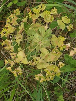 photo of Wood Spurge