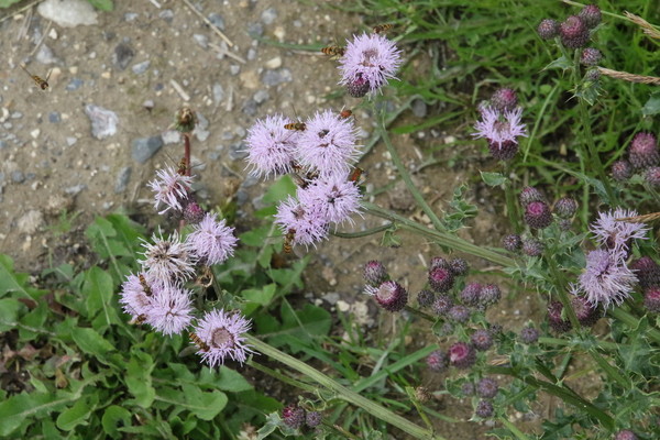 photo of Creeping Thistle