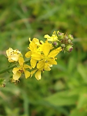 photo of Agrimony