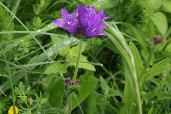 photo of Clustered Bellfower