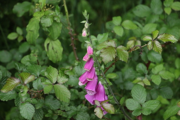 photo of Foxglove