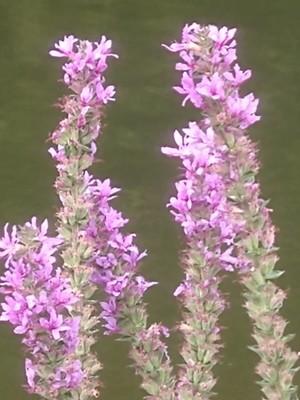 photo of Purple Loosestrife