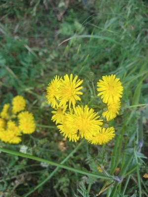 photo of Rough Hawk's Beard