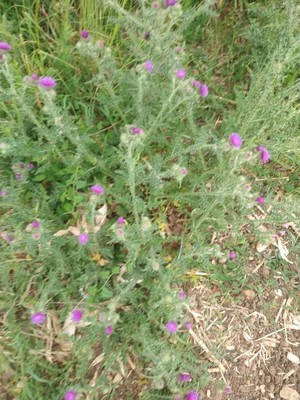 photo of Plumeless Thistle
