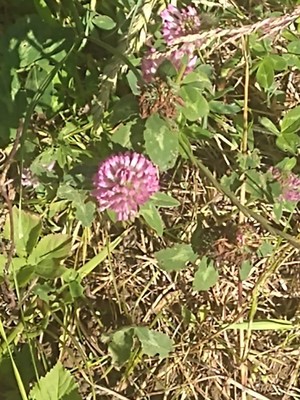 photo of Red Clover