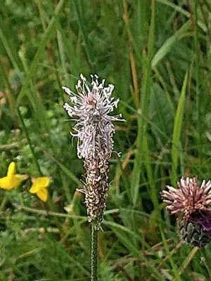 photo of Ribwort Plantain