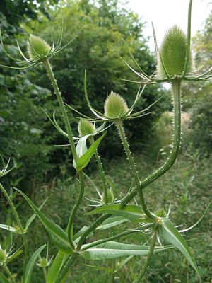 photo of Teasel