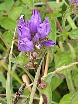 photo of Clustered Bellfower