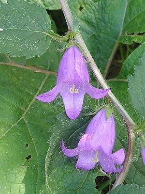 photo of Nettle Leaved Bellflower