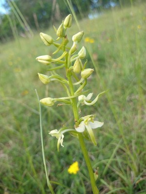 photo of Greater Butterfly Orchid