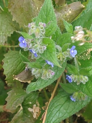 photo of Green Alkanet