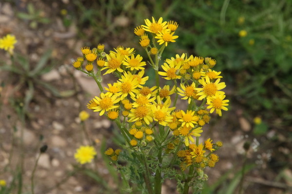 photo of Ragwort