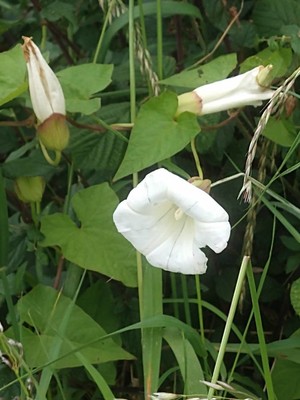 photo of Hedge Bindweed