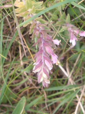 photo of Red Bartsia