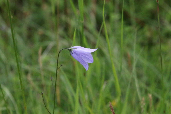 photo of Harebell