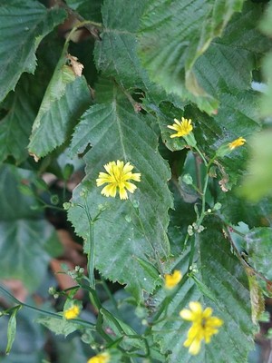 photo of Nipplewort