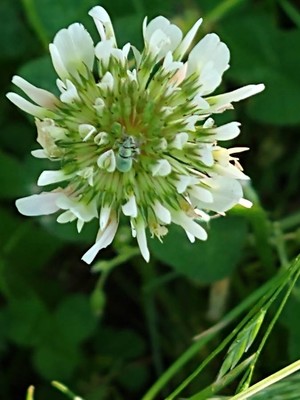 photo of White Clover