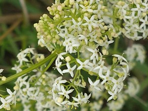 photo of Hedge Bedstraw