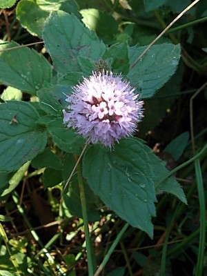 photo of Water Mint