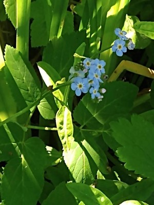 photo of Water Forget Me Not