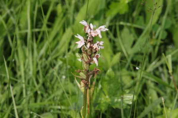 photo of Common Spotted Orchid