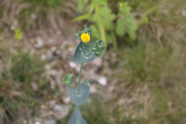 photo of Yellow Wort