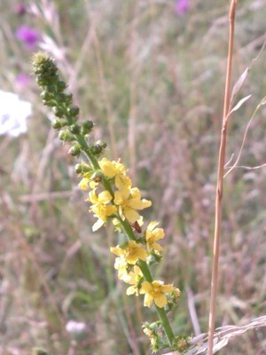 photo of Agrimony