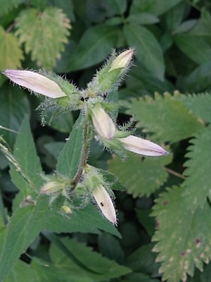 photo of Nettle Leaved Bellflower