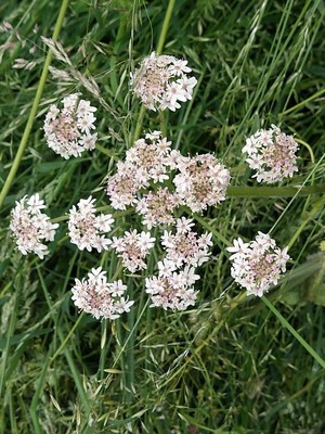 photo of Hogweed
