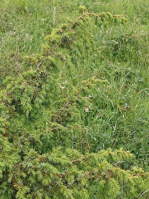 photo of Common Juniper