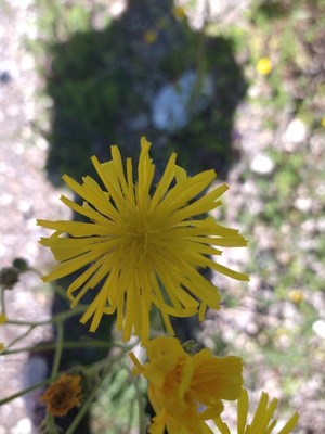 photo of Rough Hawk's Beard