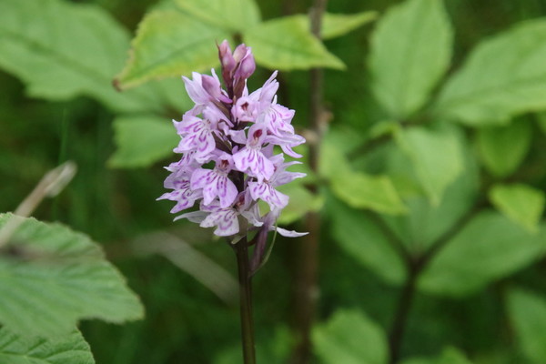 photo of Common Spotted Orchid