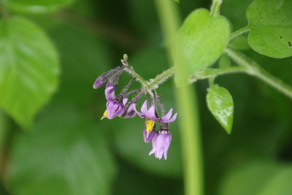 photo of Bittersweet