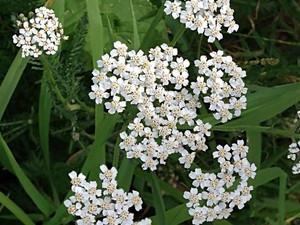 photo of Yarrow
