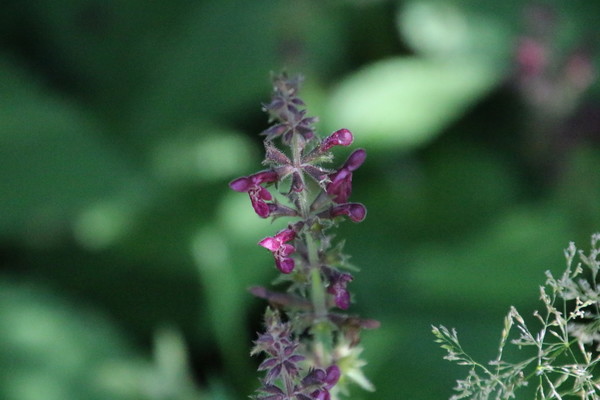photo of Hedge Woundwort