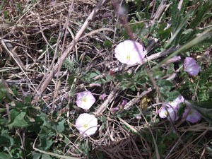 photo of Field Bindweed