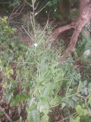 photo of Garlic Mustard