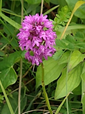 photo of Pyramidal Orchid