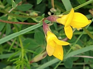 photo of Bird's Foot Trefoil