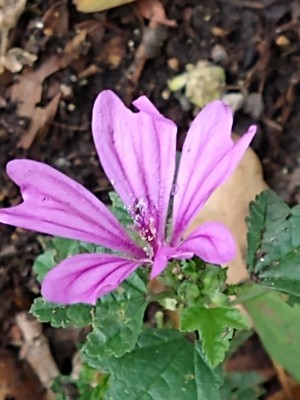 photo of Common Mallow