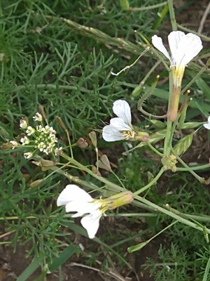 photo of Wild Radish