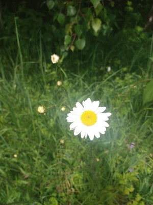 photo of Oxeye Daisy