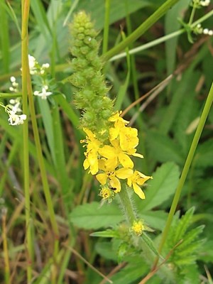 photo of Agrimony