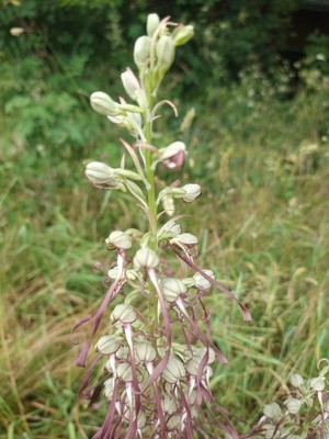photo of Lizard Orchid