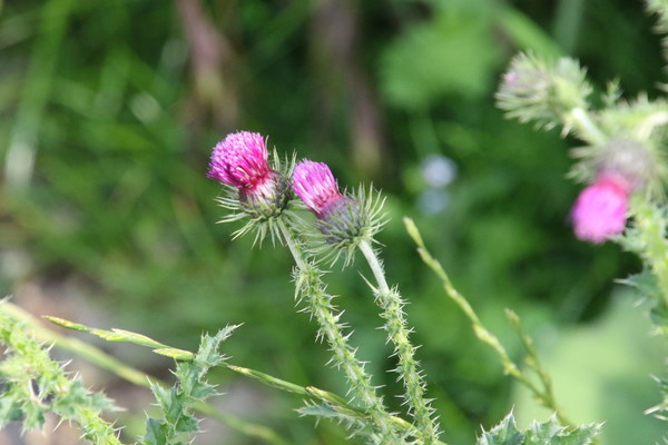 photo of Welted Thistle