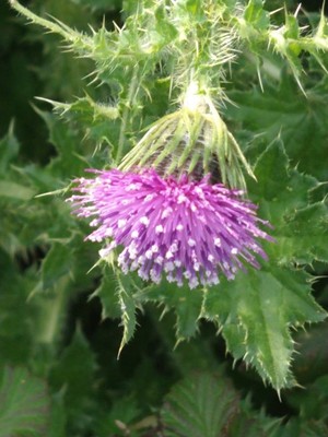 photo of Welted Thistle