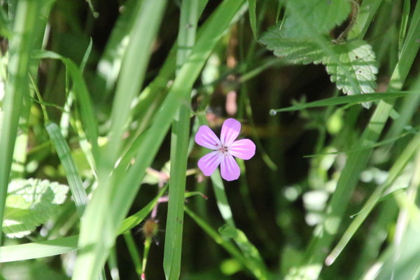 photo of Herb Robert